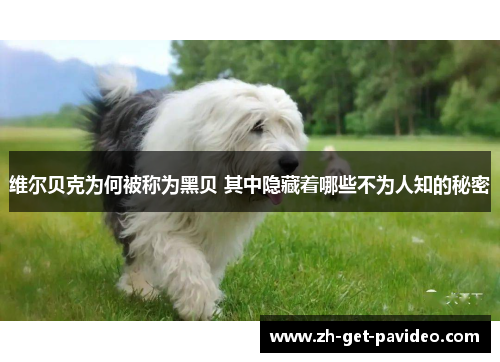 维尔贝克为何被称为黑贝 其中隐藏着哪些不为人知的秘密 维尔贝克为何被称为黑贝 其中隐藏着哪些不为人知的秘密